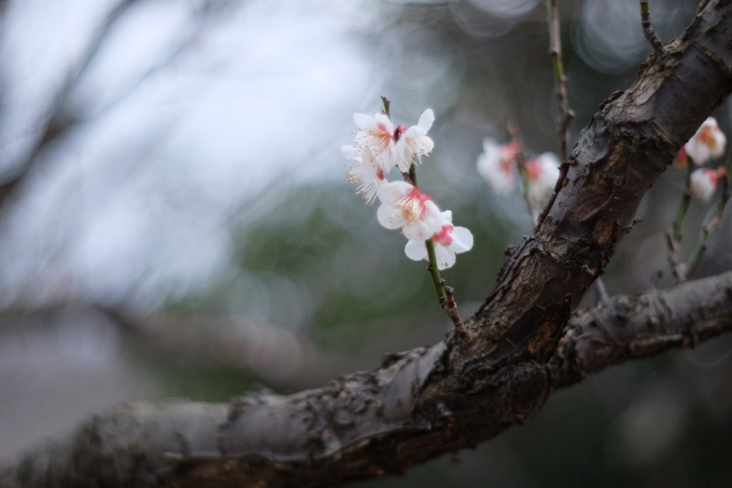 ときわ公園の梅の花をオールドレンズで撮ってみた。