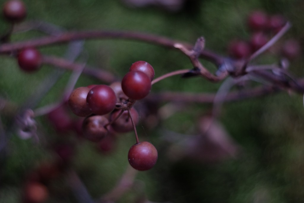 dscf9513
