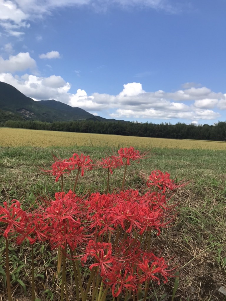 豊田町の田んぼ