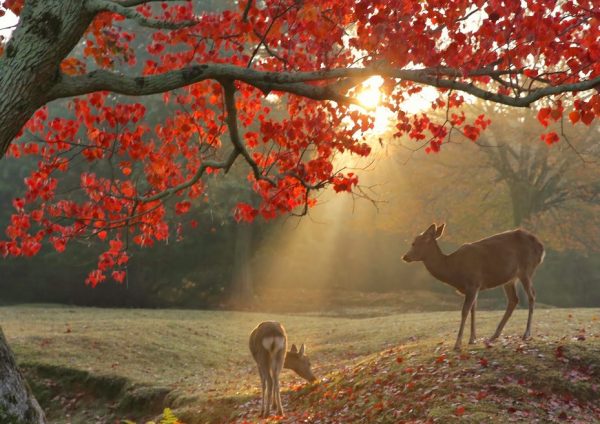 「秋の厳島神社＝鹿」と